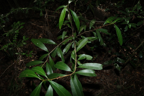 Samadera bidwillii, photograph 5