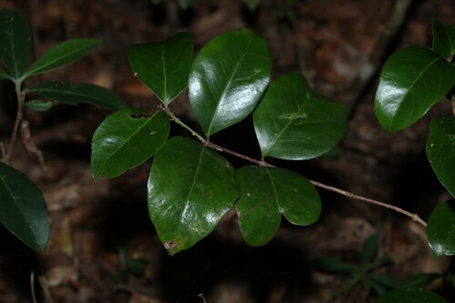Pleurostylia opposita observed 2026-06-02
