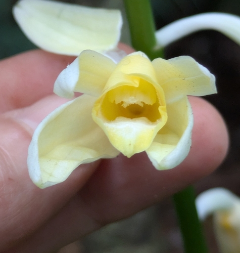 Calanthe amboinensis observed 2026-06-03