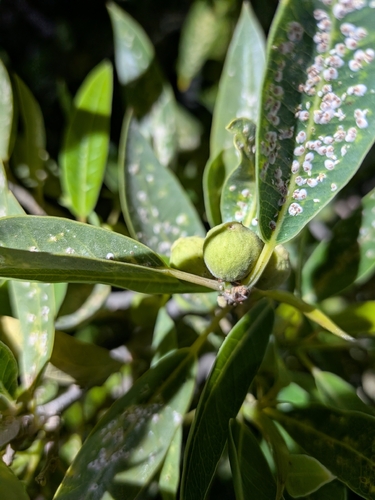 Ficus salicifolia