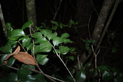 Strychnos psilosperma, photograph (c) Greg Tasney, some rights reserved (CC BY-SA)