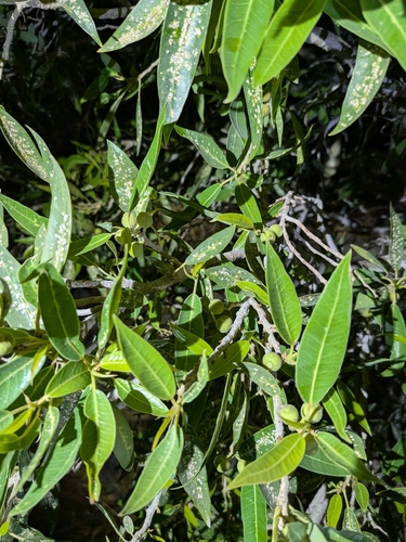 Ficus salicifolia, photograph 2