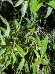 Ficus salicifolia, photograph (c) Theo Busschau, some rights reserved (CC BY)