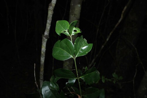 Strychnos psilosperma, photograph 4