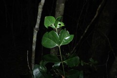 Strychnos psilosperma, photograph (c) Greg Tasney, some rights reserved (CC BY-SA)