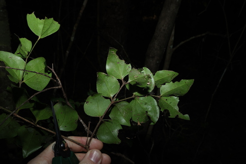 Strychnos psilosperma, photograph 6