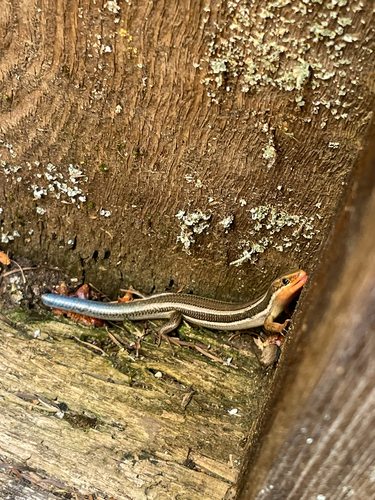iNaturalist observation photo of Western Skink