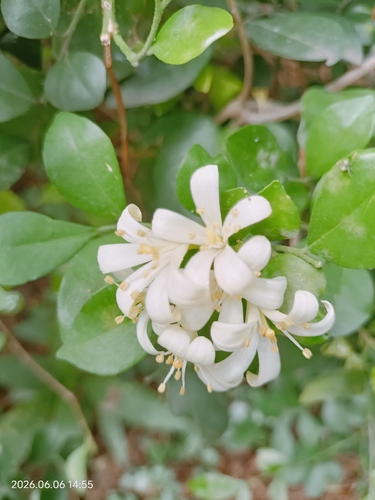 Orange Jasmine