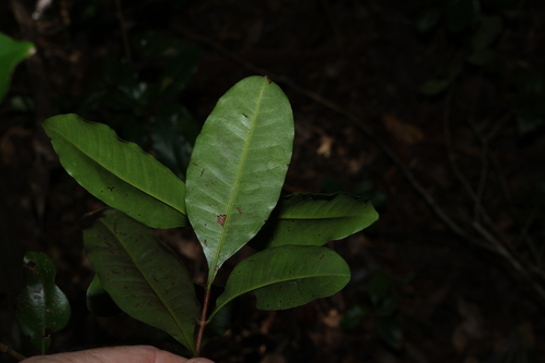 Xanthostemon oppositifolius