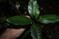 Xanthostemon oppositifolius, photograph (c) Greg Tasney, some rights reserved (CC BY-SA)