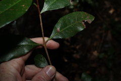 Xanthostemon oppositifolius, photograph (c) Greg Tasney, some rights reserved (CC BY-SA)
