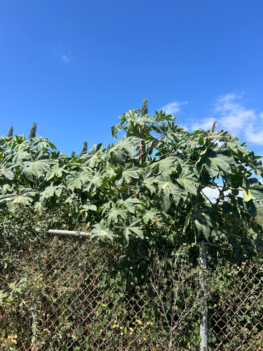 Ricinus communis observed 2026-06-05