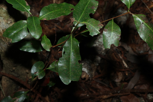 Xanthostemon oppositifolius, photograph 4