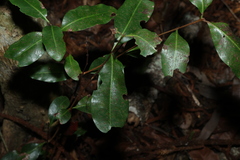 Xanthostemon oppositifolius, photograph (c) Greg Tasney, some rights reserved (CC BY-SA)