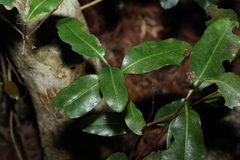 Xanthostemon oppositifolius, photograph (c) Greg Tasney, some rights reserved (CC BY-SA)