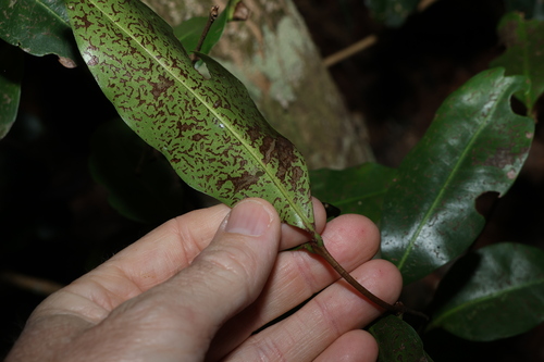 Xanthostemon oppositifolius, photograph 5