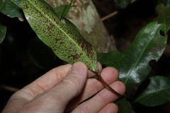 Xanthostemon oppositifolius, photograph (c) Greg Tasney, some rights reserved (CC BY-SA)