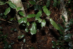 Xanthostemon oppositifolius, photograph (c) Greg Tasney, some rights reserved (CC BY-SA)
