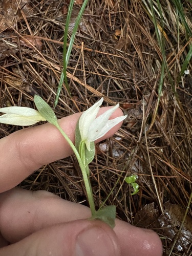 Cephalanthera epipactoides (Cephalanthera epipactoides)