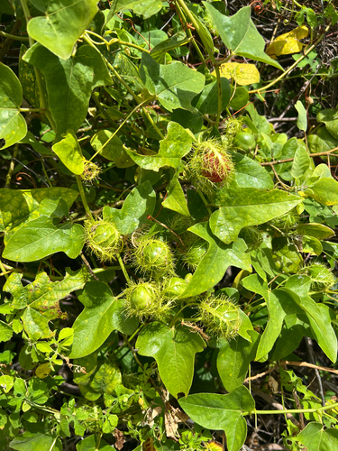 Passiflora foetida observed 2026-06-05