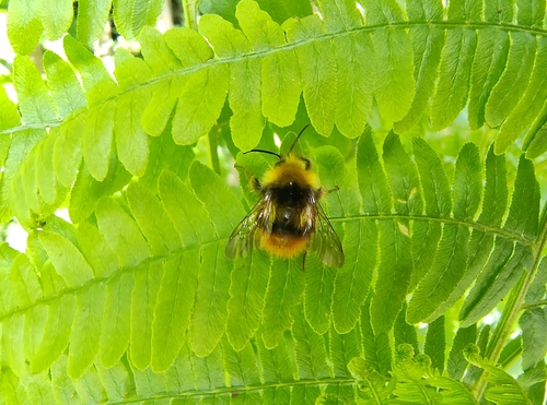 Early Bumble Bee