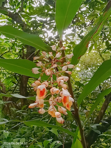 Shell ginger