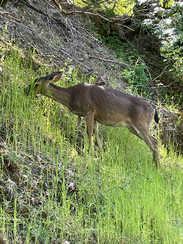 iNaturalist observation photo of Mule Deer