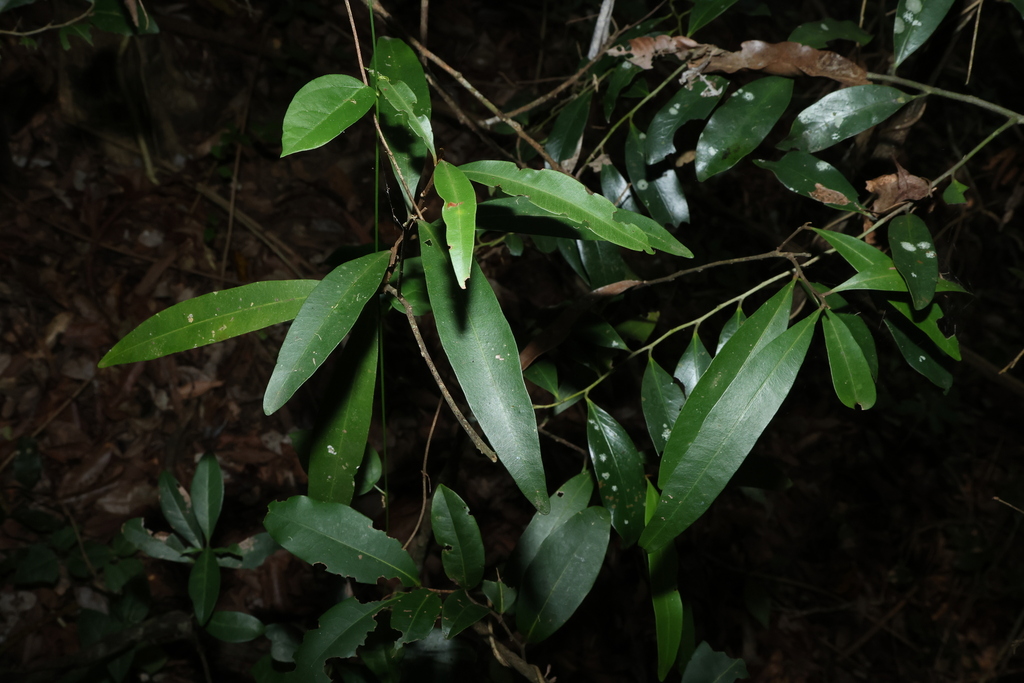 Samadera bidwillii; photograph (c) Greg Tasney, some rights reserved (CC BY-SA)