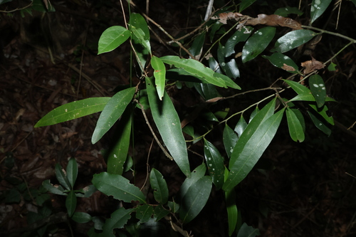Samadera bidwillii