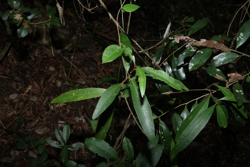 Samadera bidwillii, photograph 2