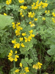 Coronilla coronata, photograph (c) Екатерина Кравцова, some rights reserved (CC BY)