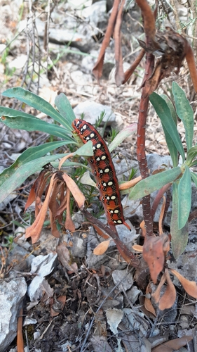 Leafy Spurge Hawkmoth