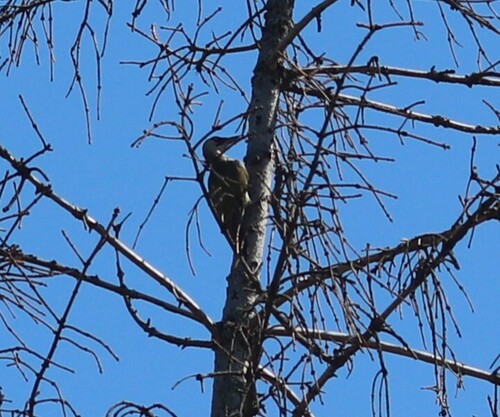 Eurasian Green Woodpecker