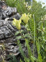 Scutellaria orientalis, photograph (c) Екатерина Кравцова, some rights reserved (CC BY)
