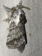 Tolype glenwoodii