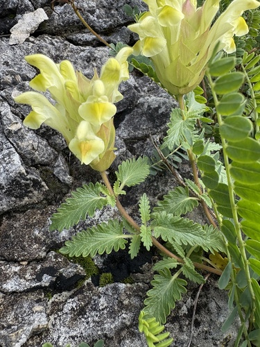 Scutellaria orientalis, photograph 3