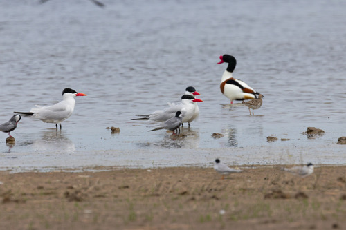 iNaturalist image