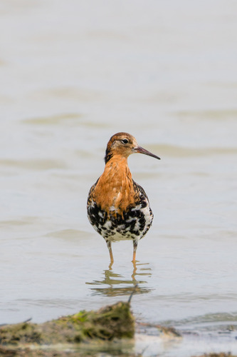 iNaturalist image