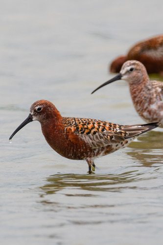 iNaturalist image