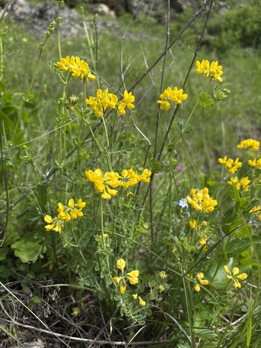 Coronilla coronata, photograph 4