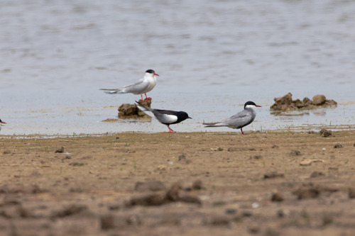 iNaturalist image