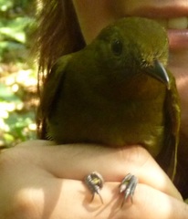 Schiffornis veraepacis