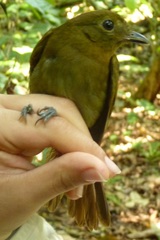 Schiffornis veraepacis