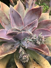 Graptoveria