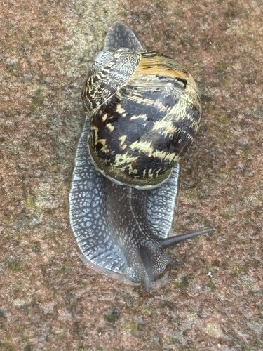 Garden Snail