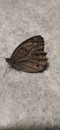Lattice brown