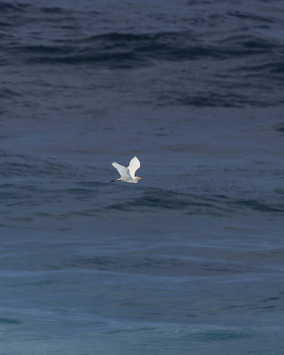iNaturalist image