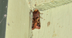Cerastis enigmatica