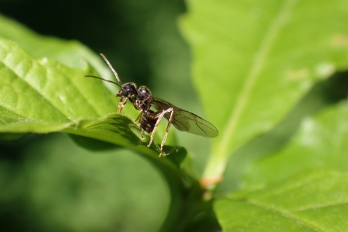 Lasius fuji