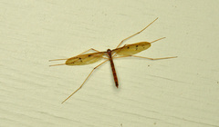 Tricyphona
